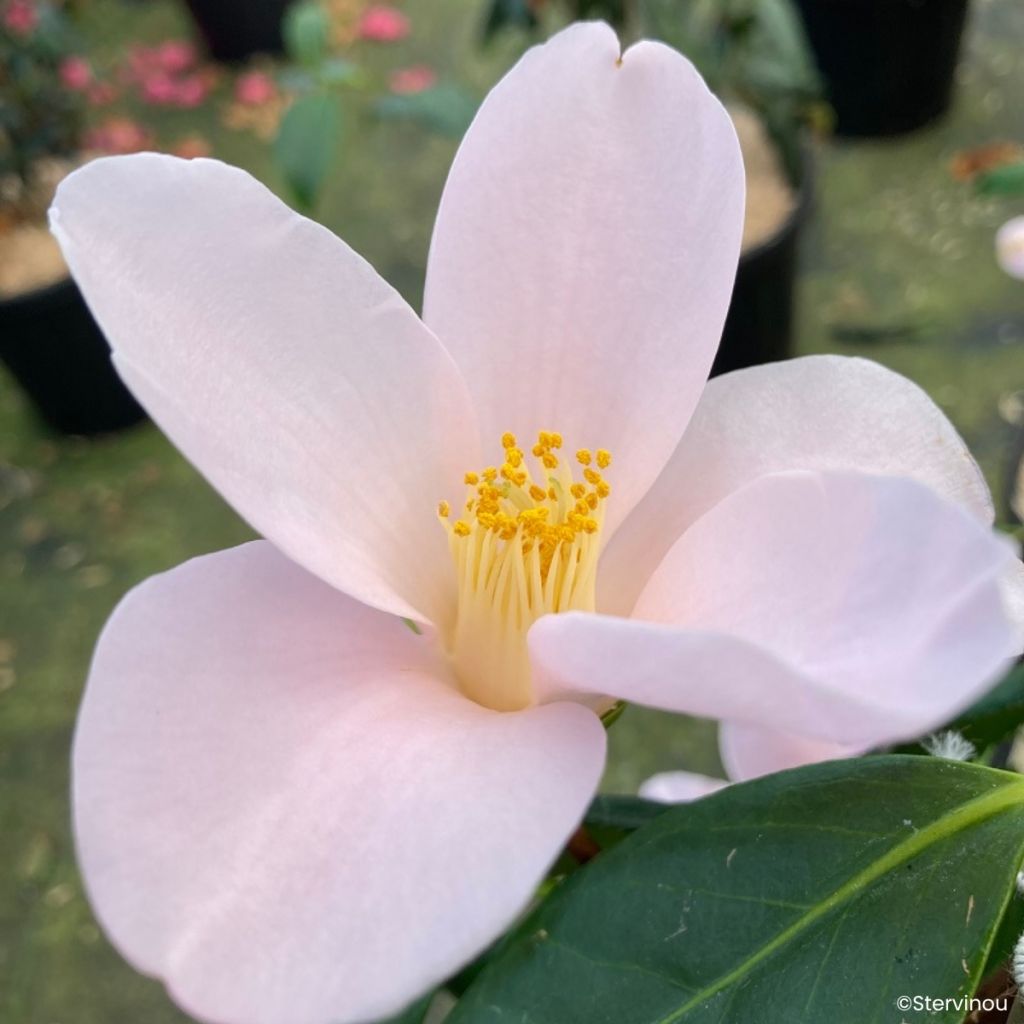 Camellia sasanqua Île Vierge - Herfstcamelia