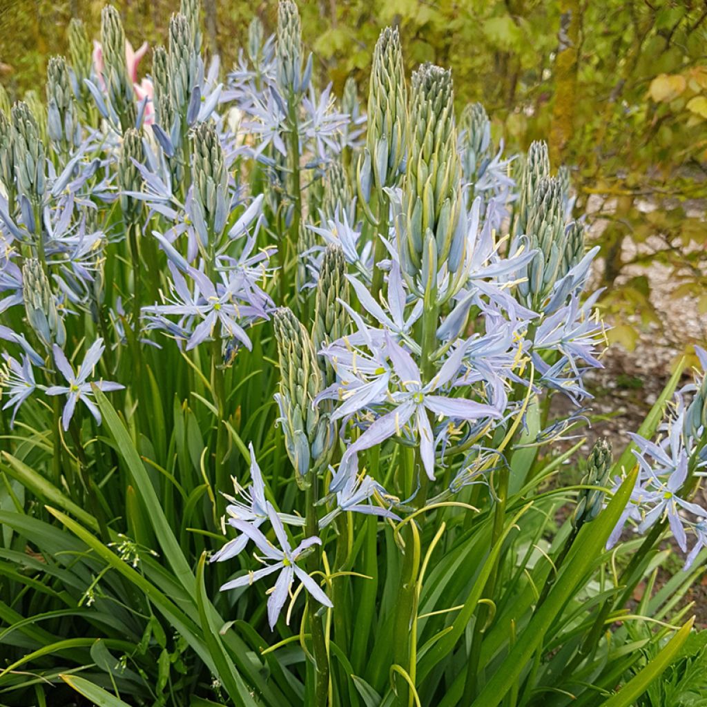 Camassia Blue Heaven - Prairielelie