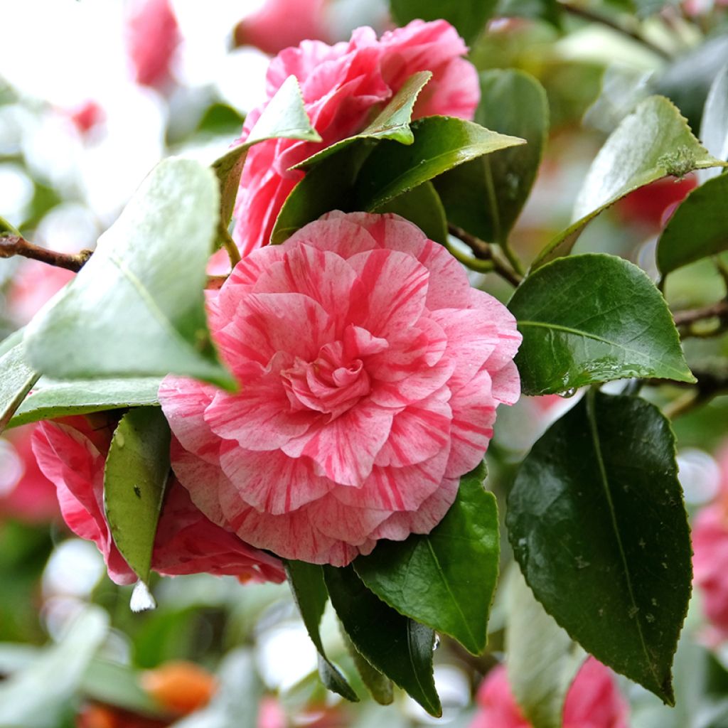 Camellia japonica Comte de Gomer - Japanse roos