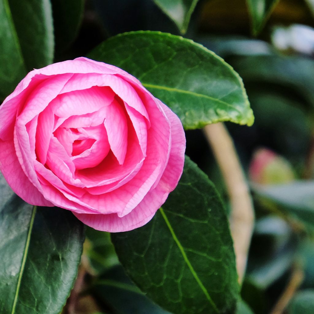 Camellia x williamsii Donation - Williamsii-camelia