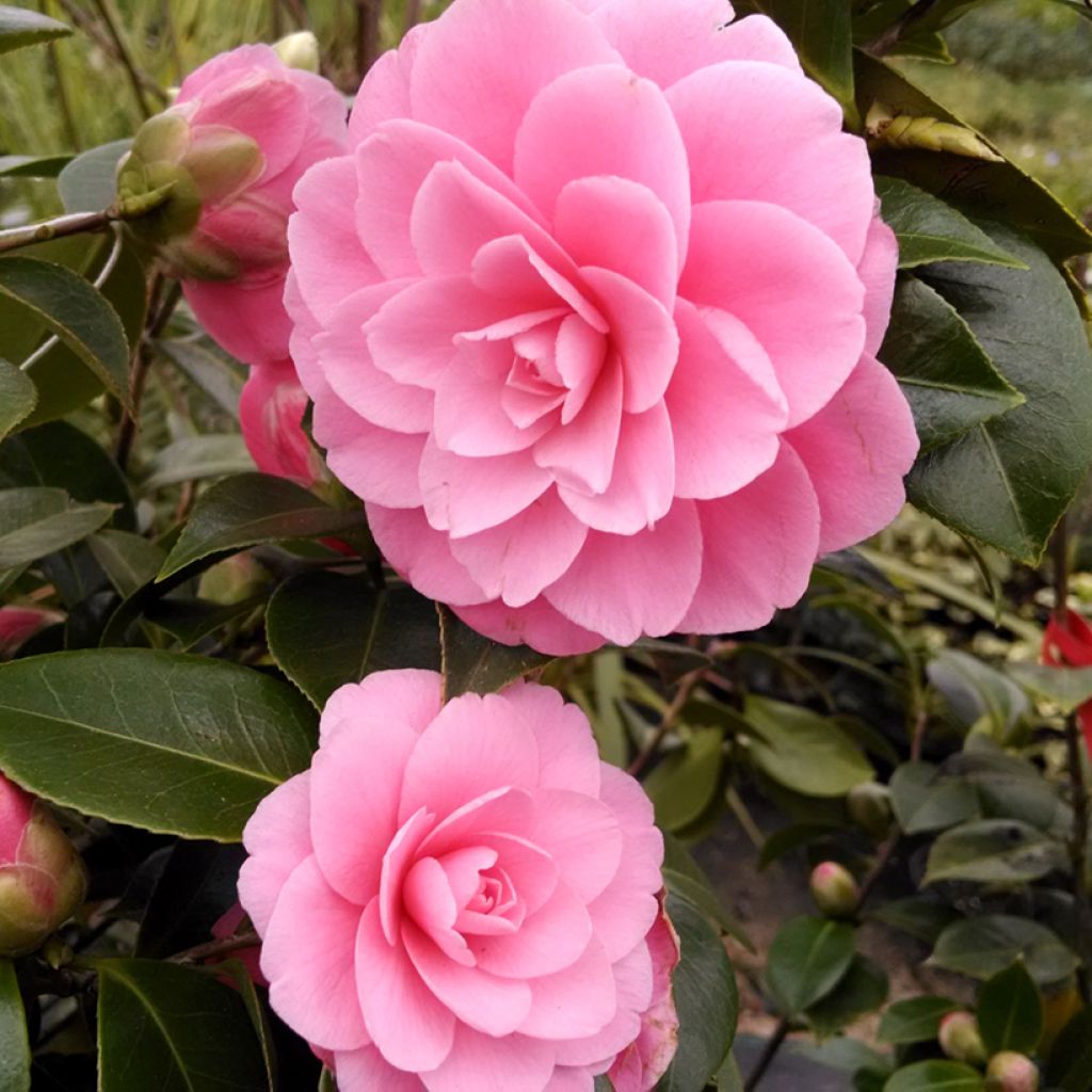 Camellia x williamsii EG Waterhouse - Williamsii-camelia