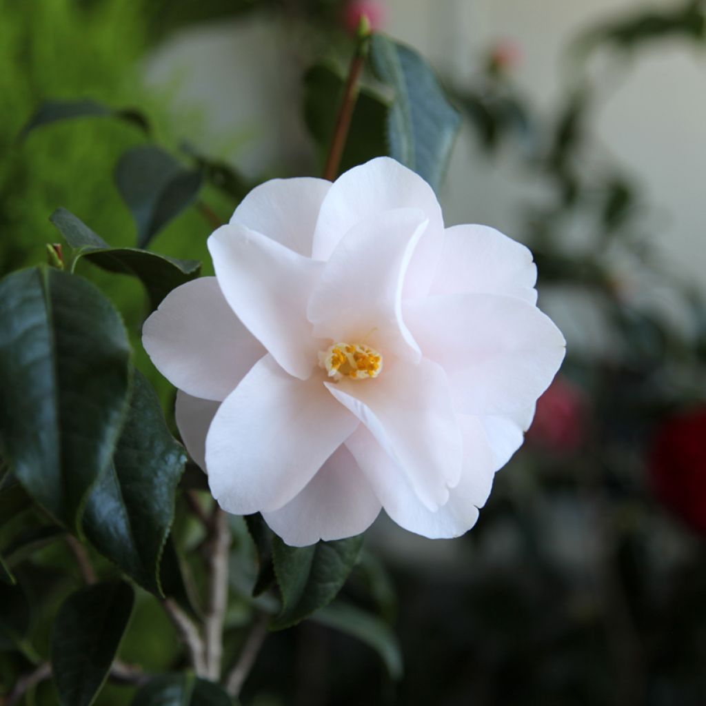 Camellia japonica Hagoromo - Japanse roos