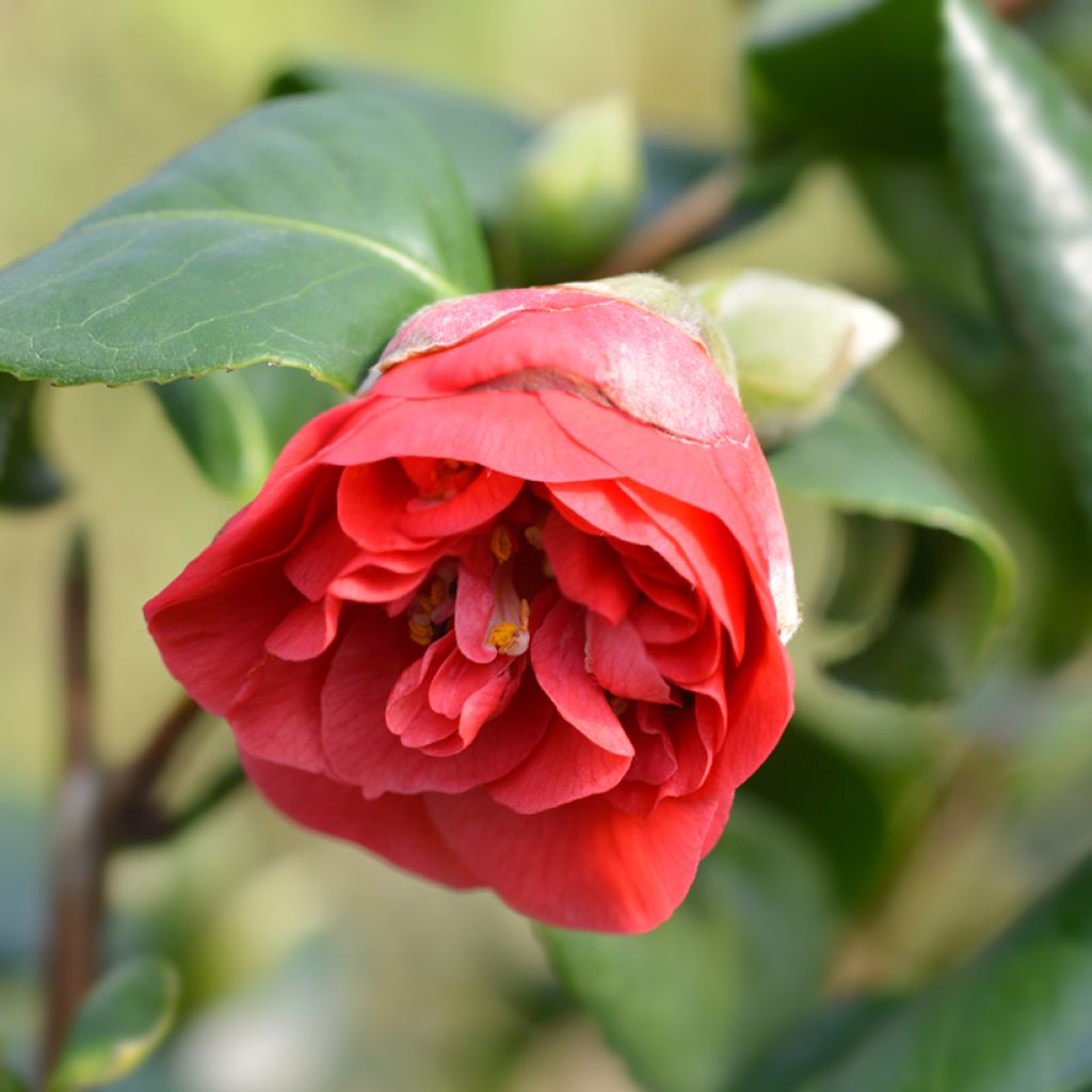 Camellia japonica Lady Campbell - Japanse camelia