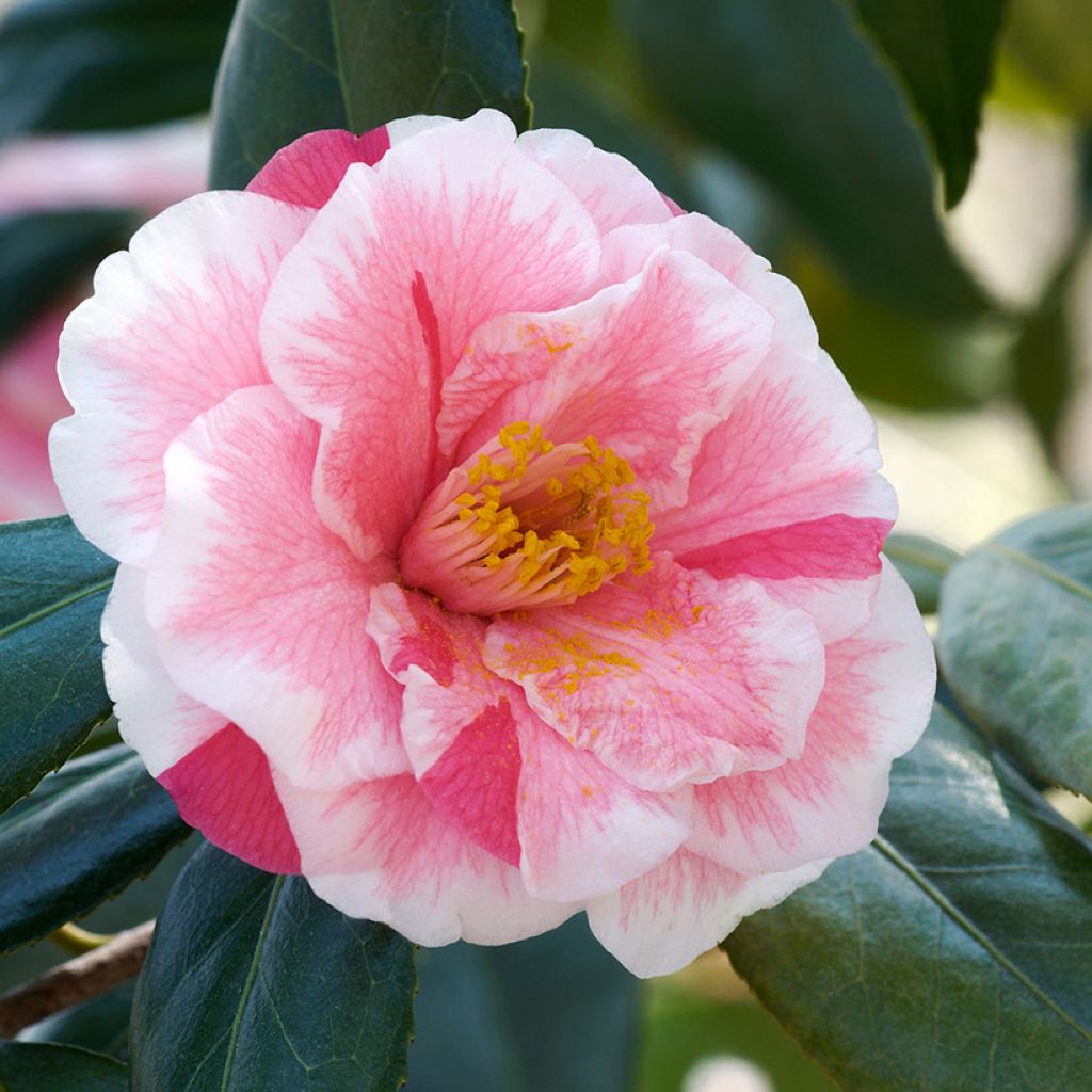 Camellia japonica Lady Vansittart - Japanse camelia