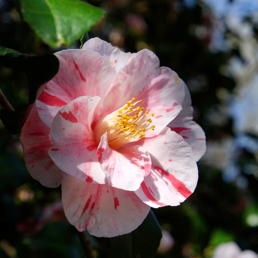 Camélia Lavinia Maggi - Japanse camelia