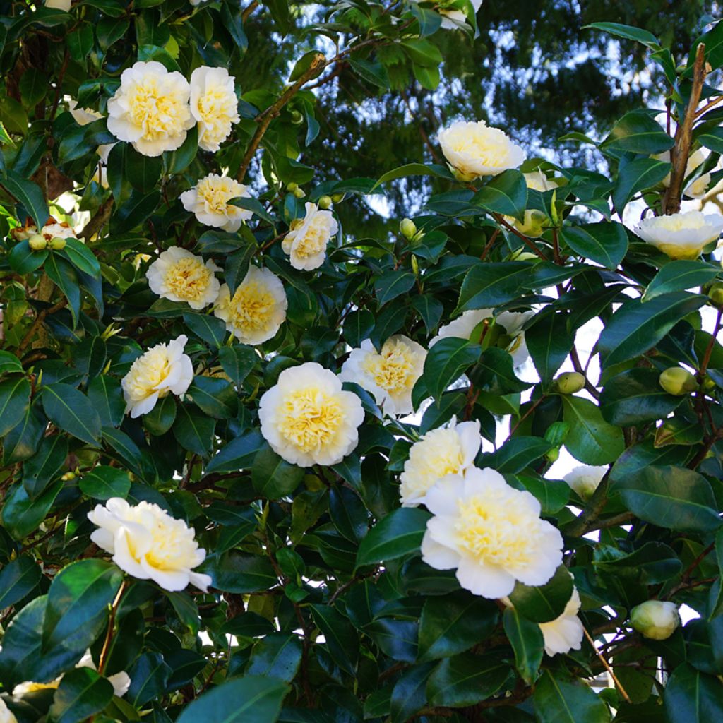 Camellia japonica Nobilissima - Japanse camelia