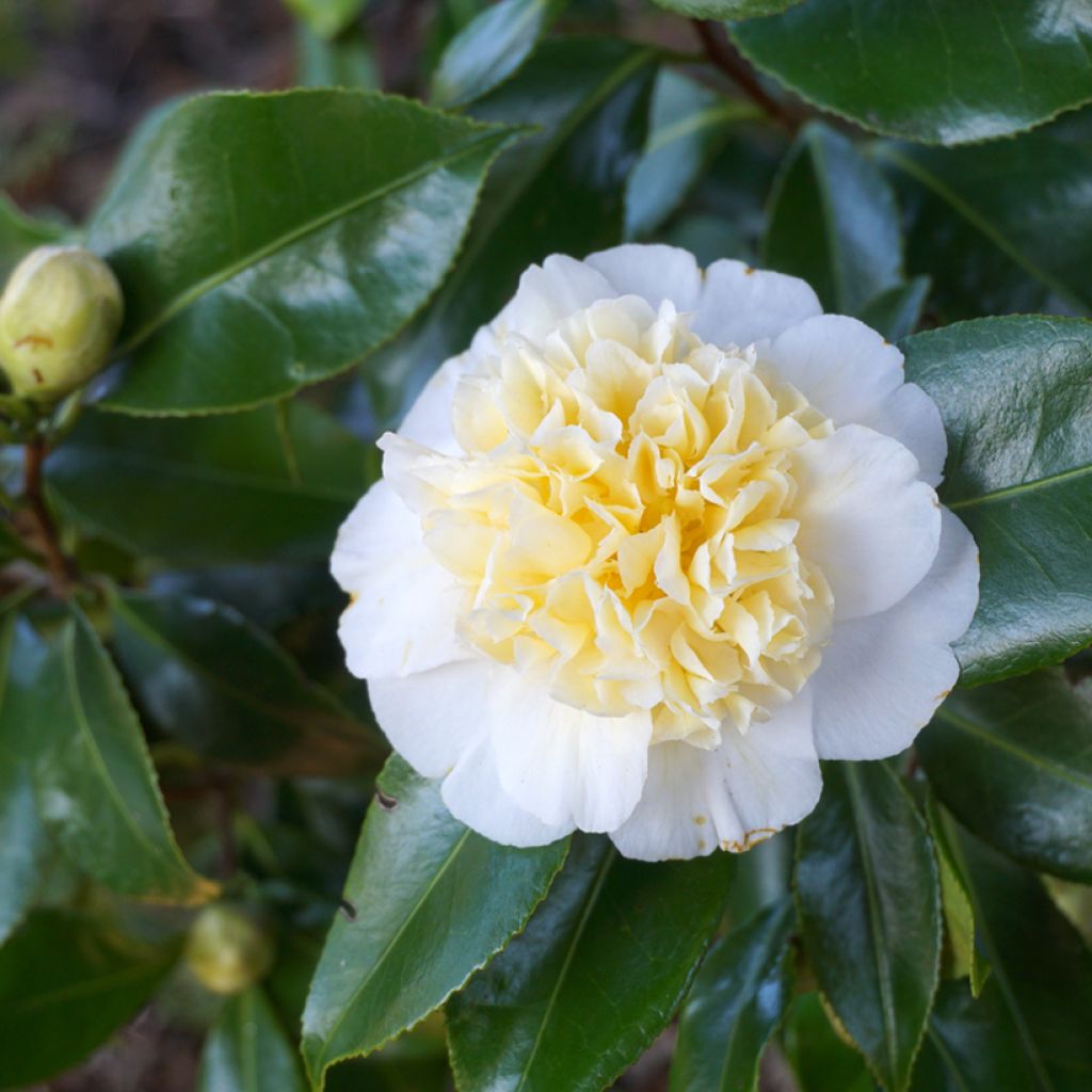 Camellia japonica Nobilissima - Japanse camelia