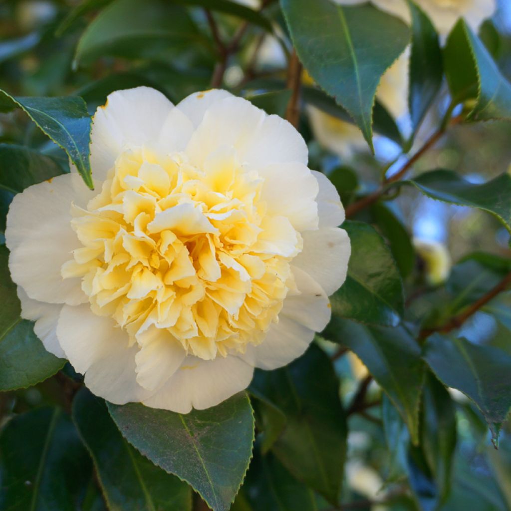 Camellia japonica Nobilissima - Japanse camelia