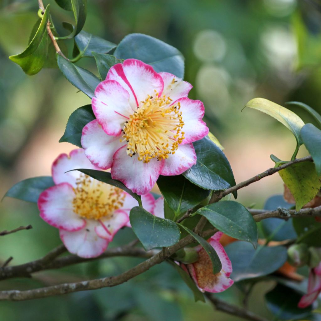 Camellia japonica de Higo Okan - Japanse roos