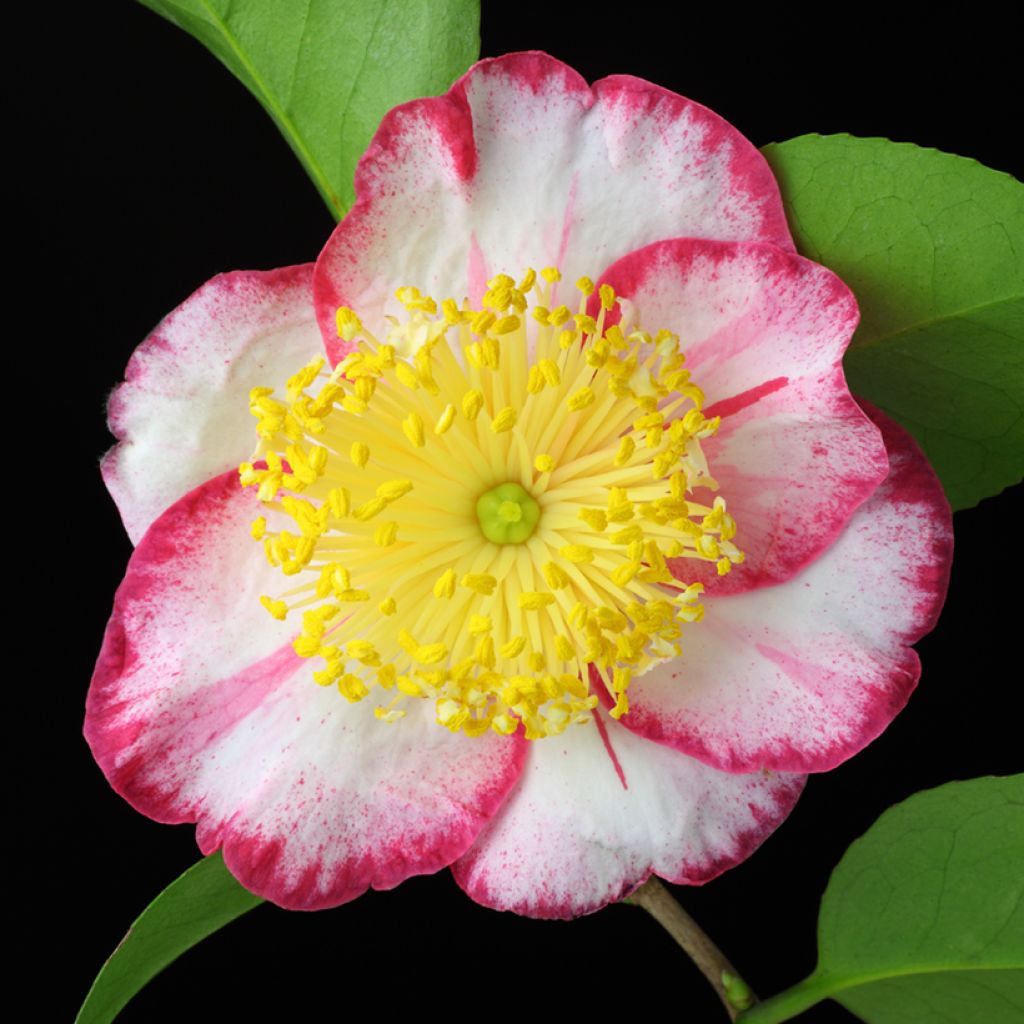 Camellia japonica de Higo Okan - Japanse roos