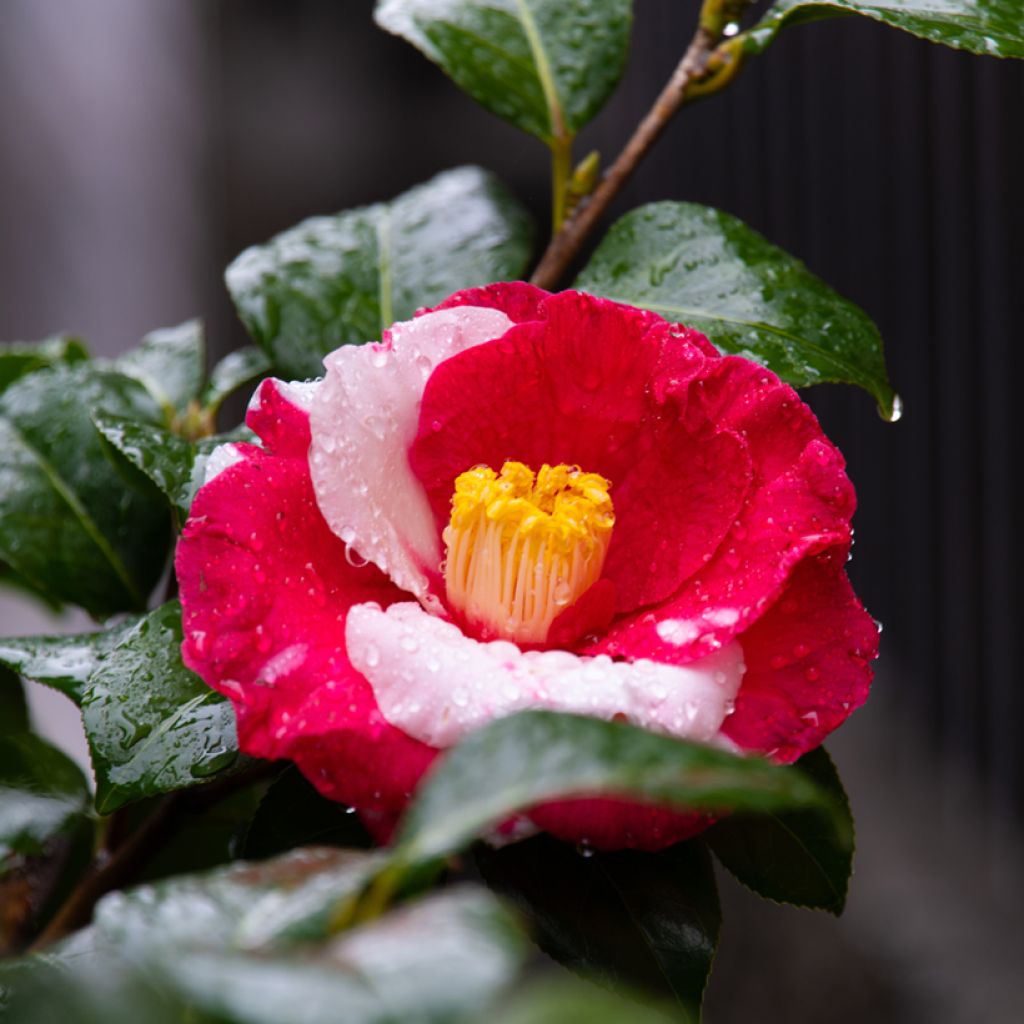 Camellia japonica Robert Lasson - Japanse camelia