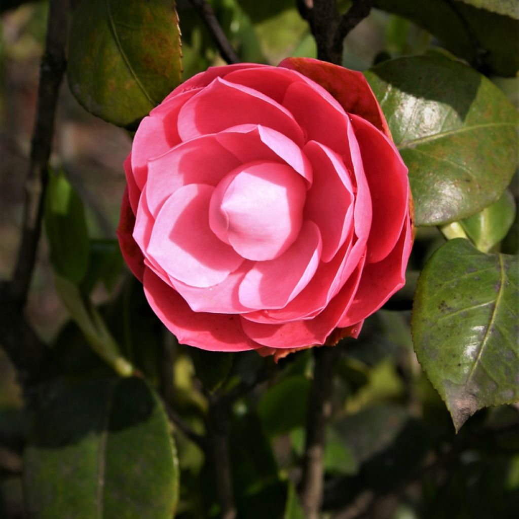 Camellia japonica Valtevareda - Japanse camelia