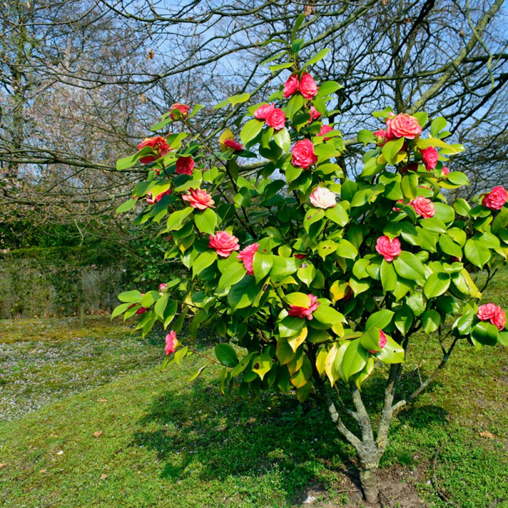 Camellia japonica chandleri Elegans - Japanse roos