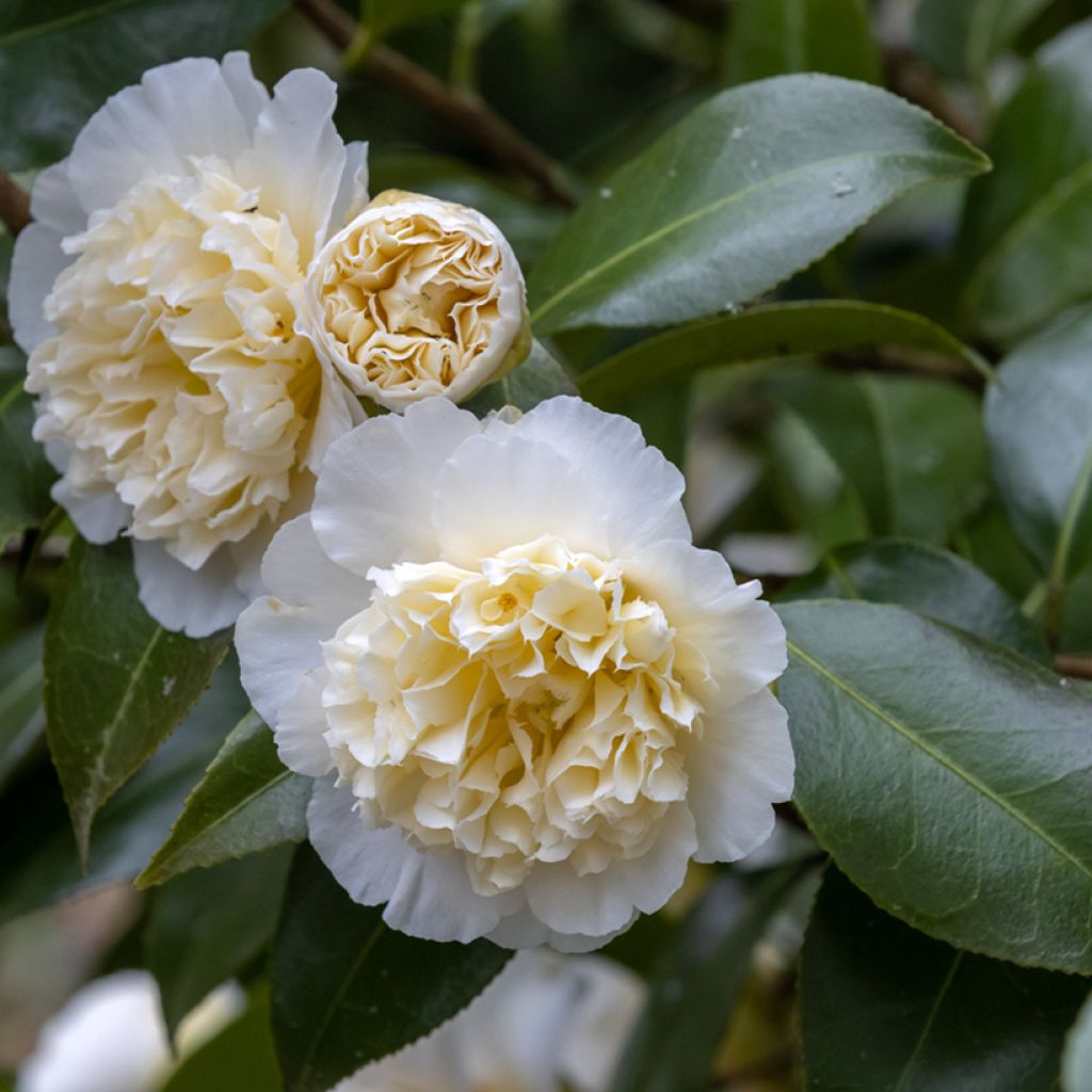 Camellia japonica Jurys Yellow - Japanse camelia