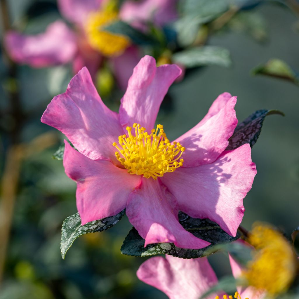 Camellia sasanqua Cleopatra - Herfstcamelia
