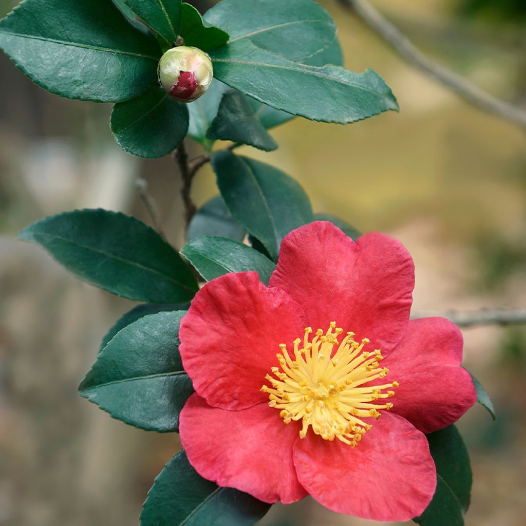 Camellia sasanqua Yuletide - Herfstcamelia