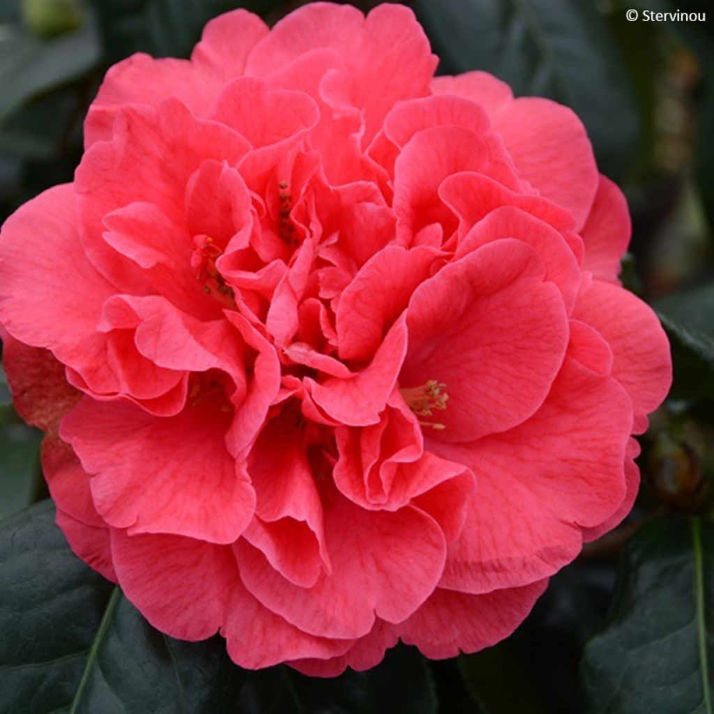 Camellia Den Burton
