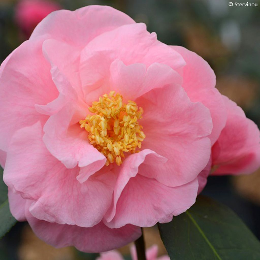 Camellia Lila Naff