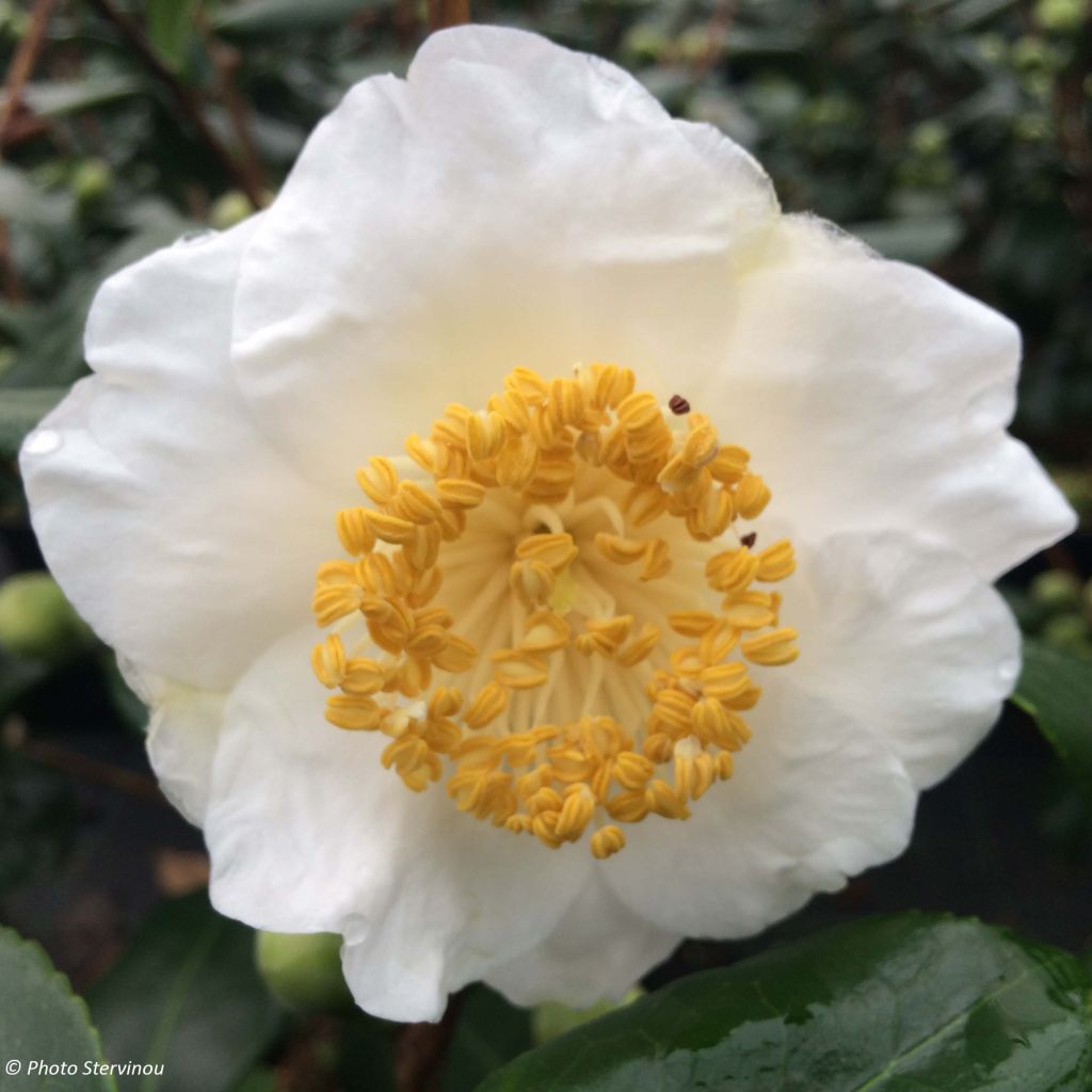 Camellia japonica de Higo Fuji - Japanse roos
