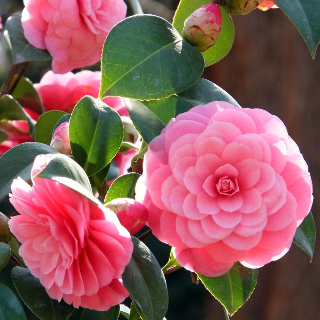 Camellia japonica Mrs Tingley - Japanse camelia