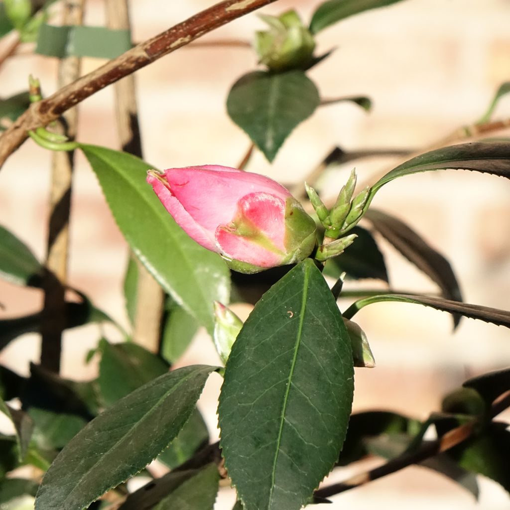 Camellia x williamsii Tulip Time - Williamsii-camelia