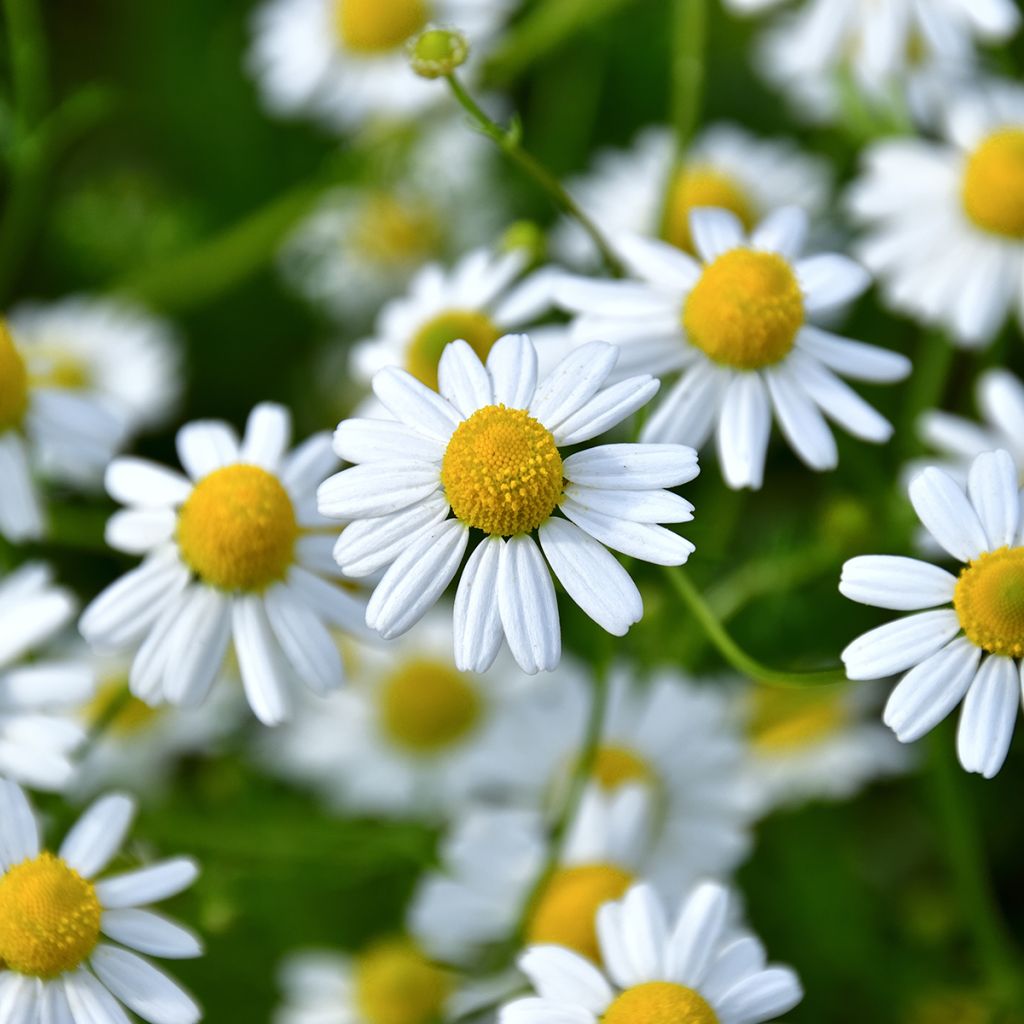 Matricaria recutita (zaad) - Echte kamille