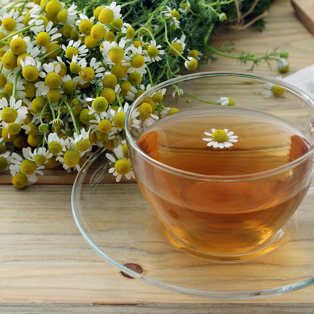 Matricaria recutita (zaad) - Echte kamille