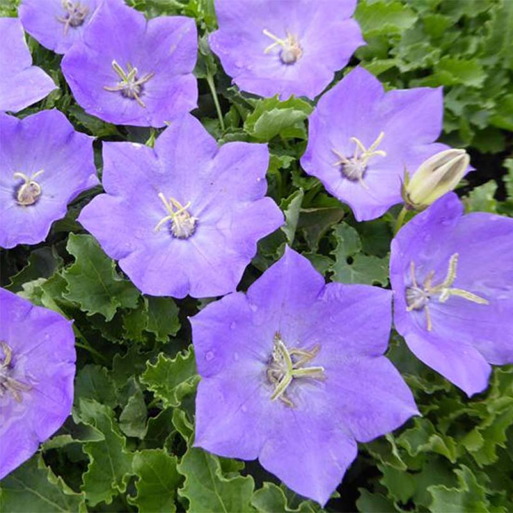 Campanula carpatica - Karpatenklokje