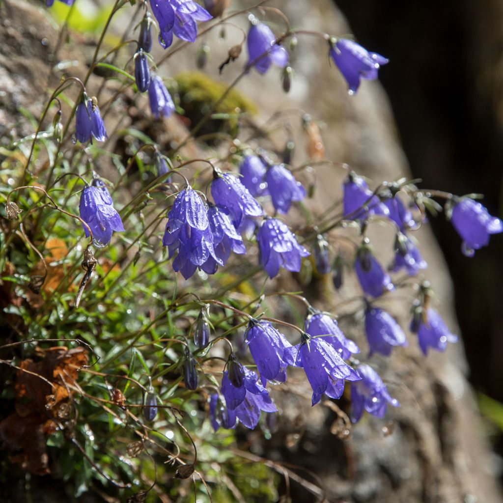 Campanula cochleariifolia - Klokje