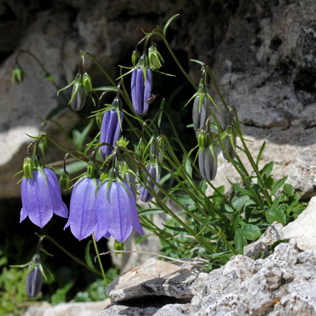 Campanula cochleariifolia - Klokje