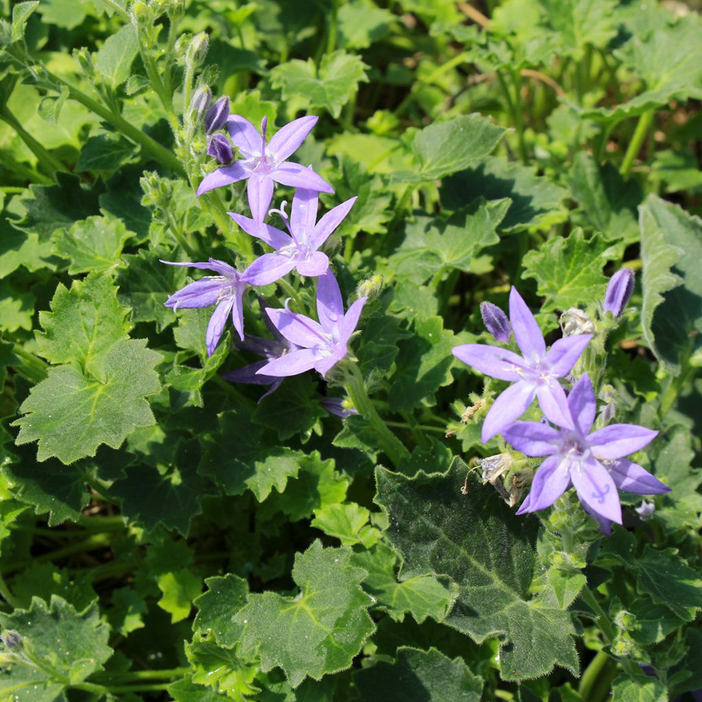 Campanula garganica - Klokje