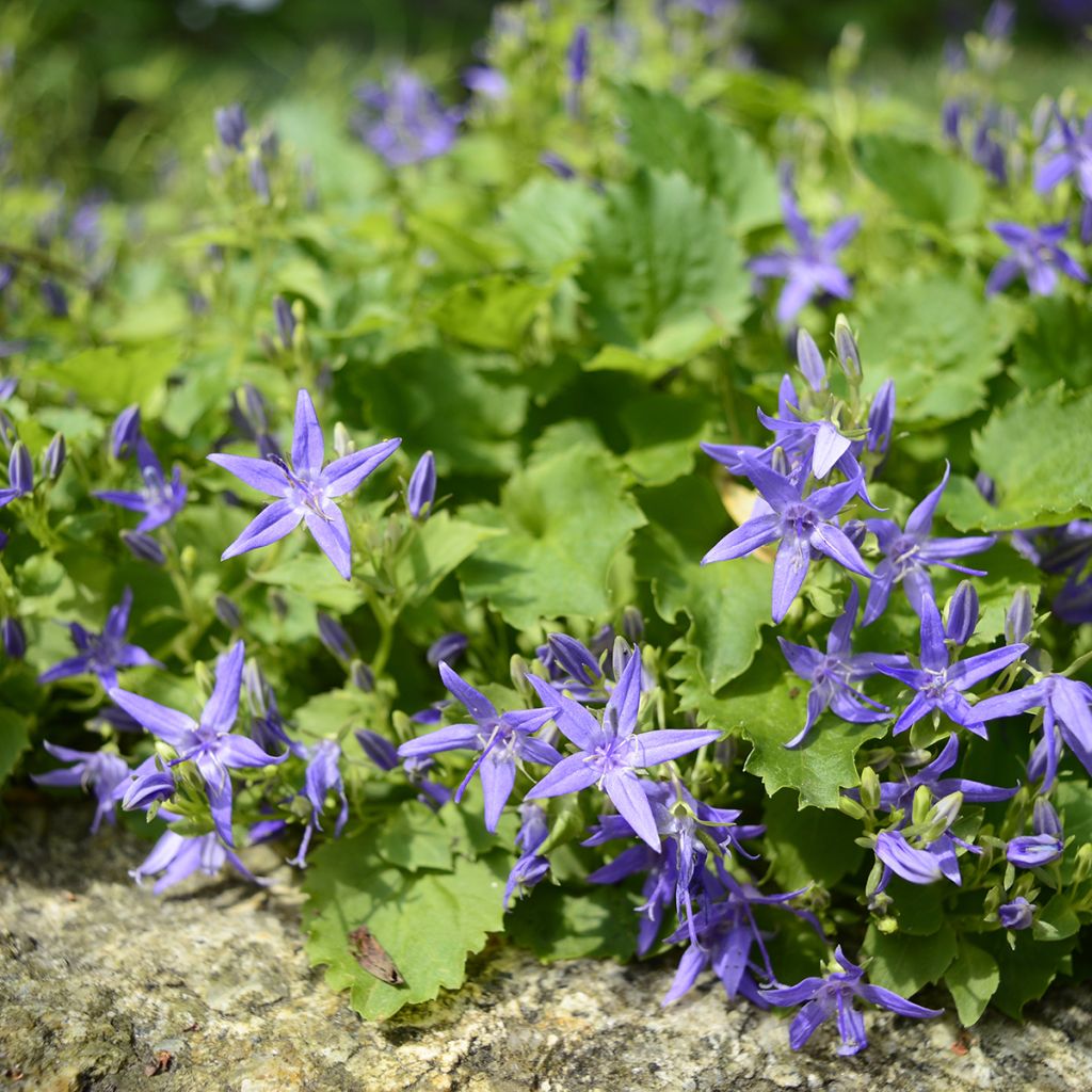Campanula garganica - Klokje