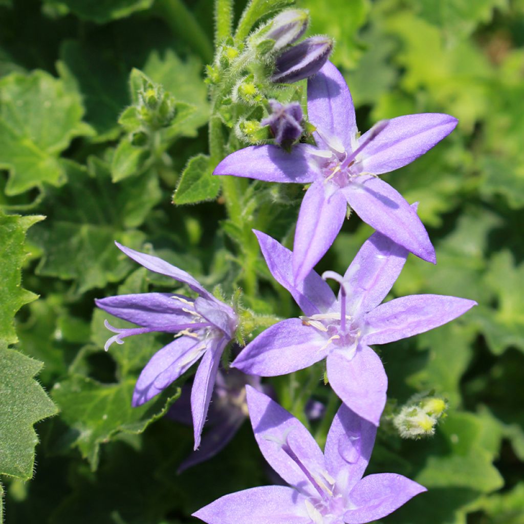 Campanula garganica - Klokje