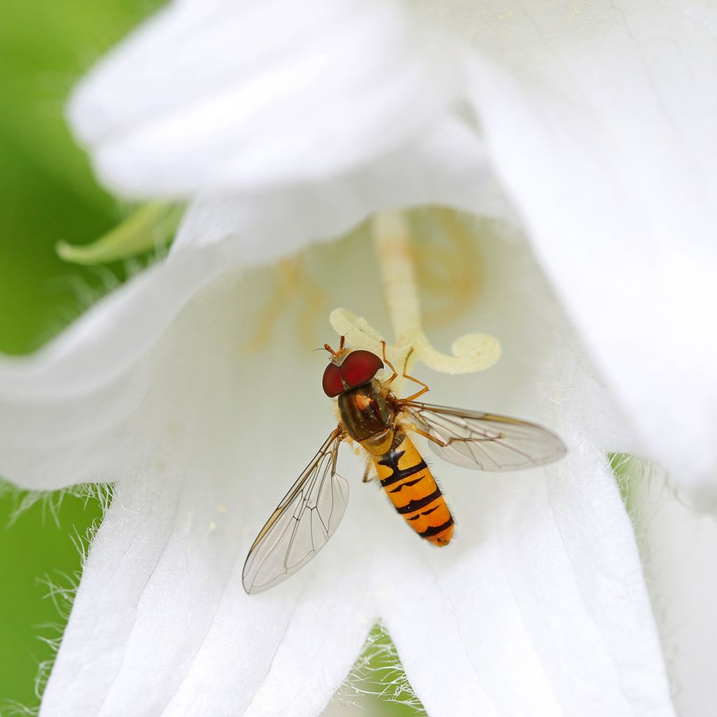 Campanula lactiflora White Pouffe - Klokje