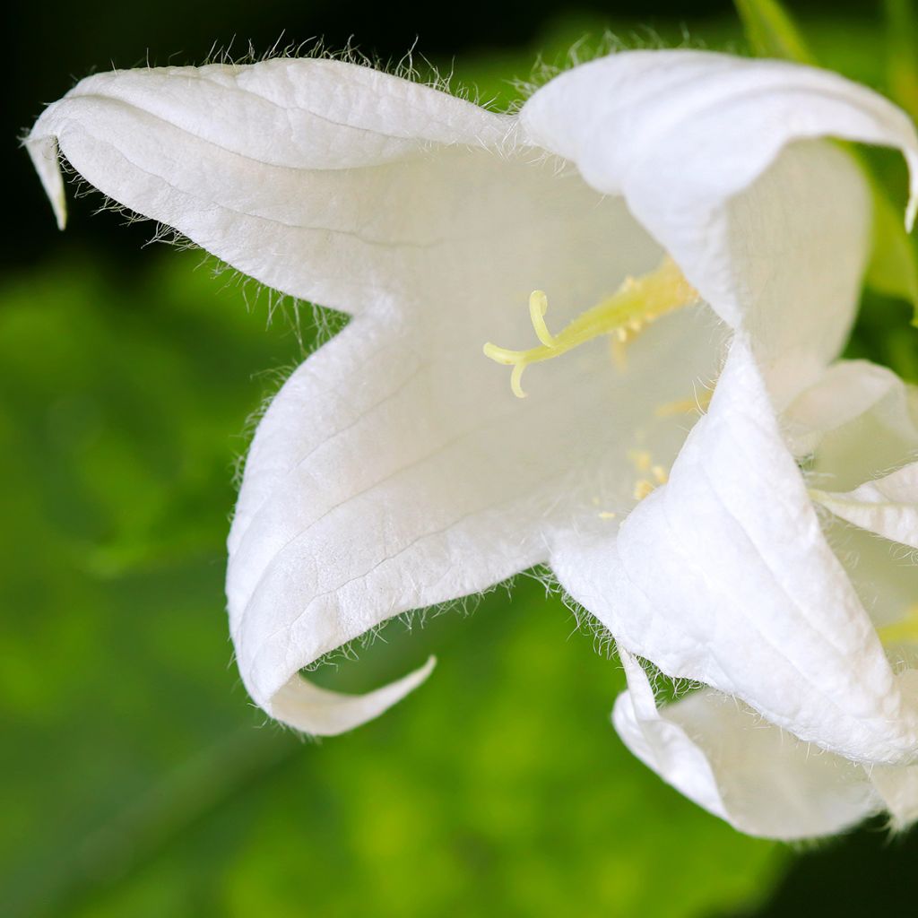 Campanula lactiflora White Pouffe - Klokje