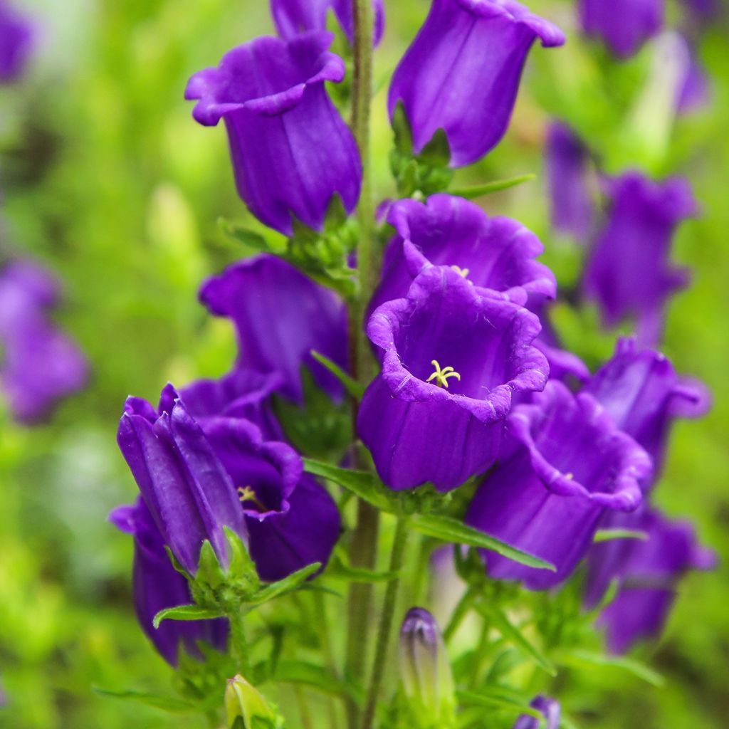 Campanula medium Blau - Mariëtteklokje