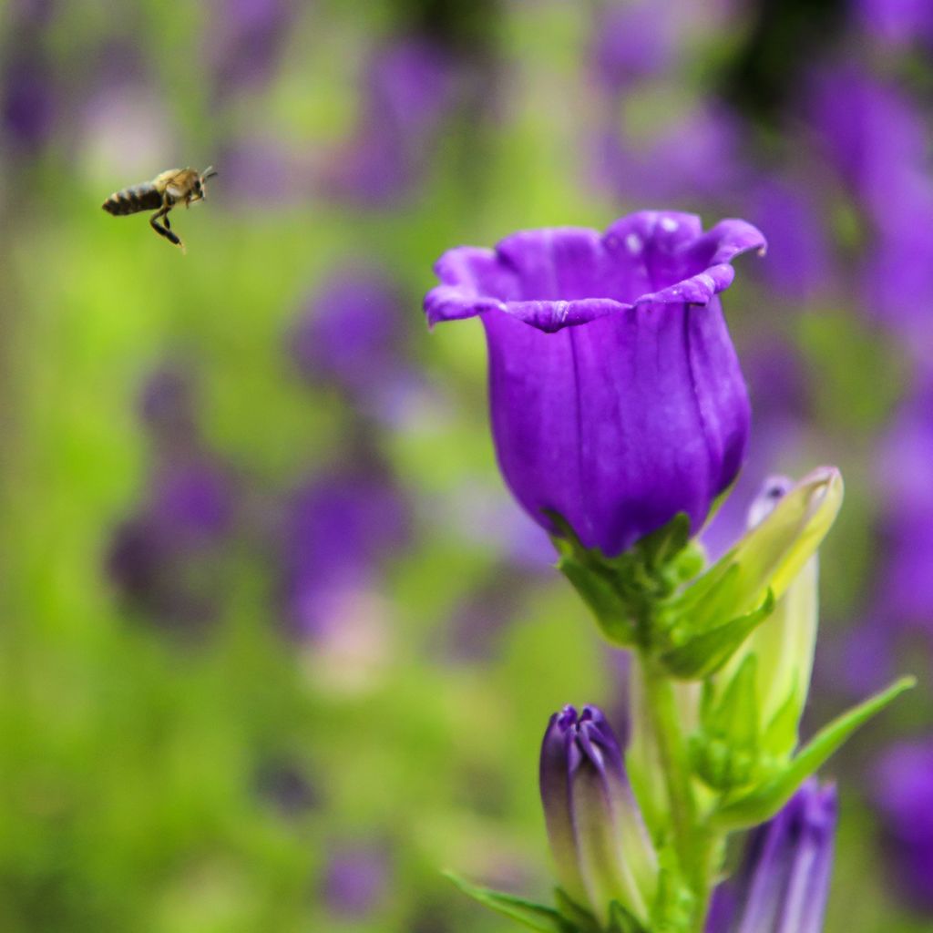 Campanula medium Blau - Mariëtteklokje