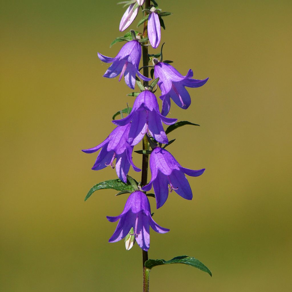 Campanula rapunculoides - Akkerklokje