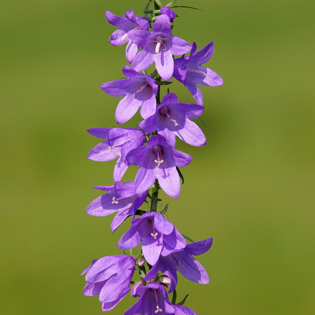 Campanula rapunculoides - Akkerklokje