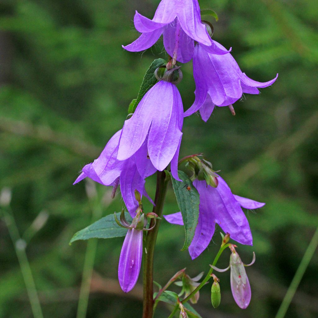 Campanula rapunculoides - Akkerklokje