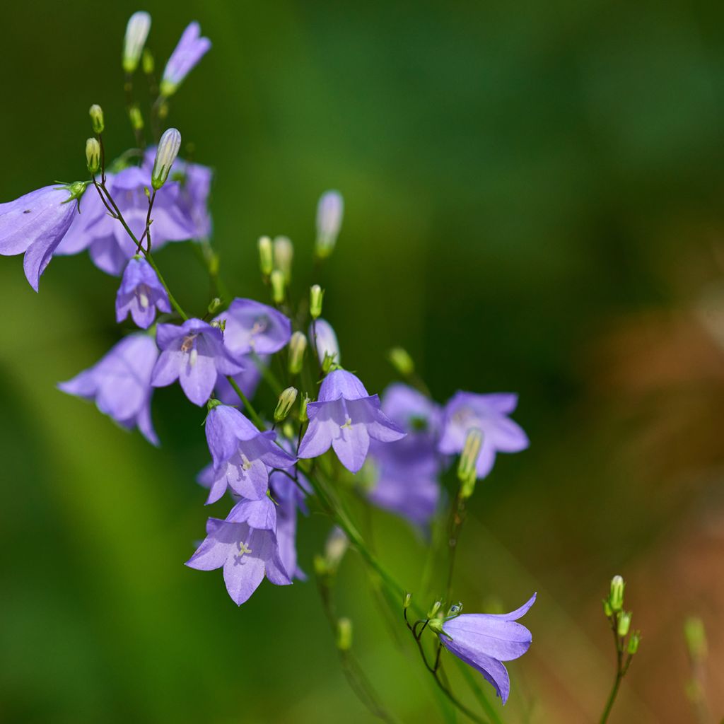 Campanula rotundifolia - Grasklokje