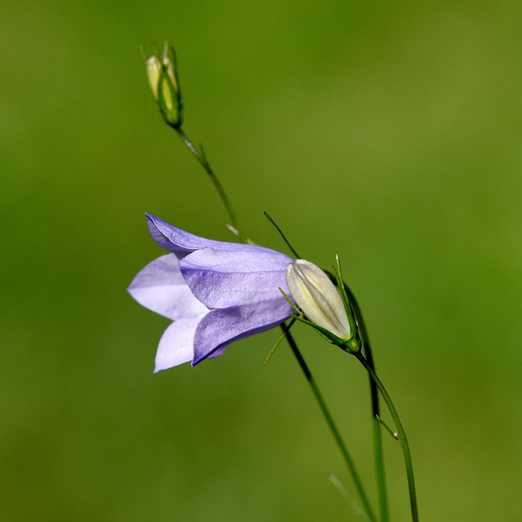 Campanula rotundifolia - Grasklokje