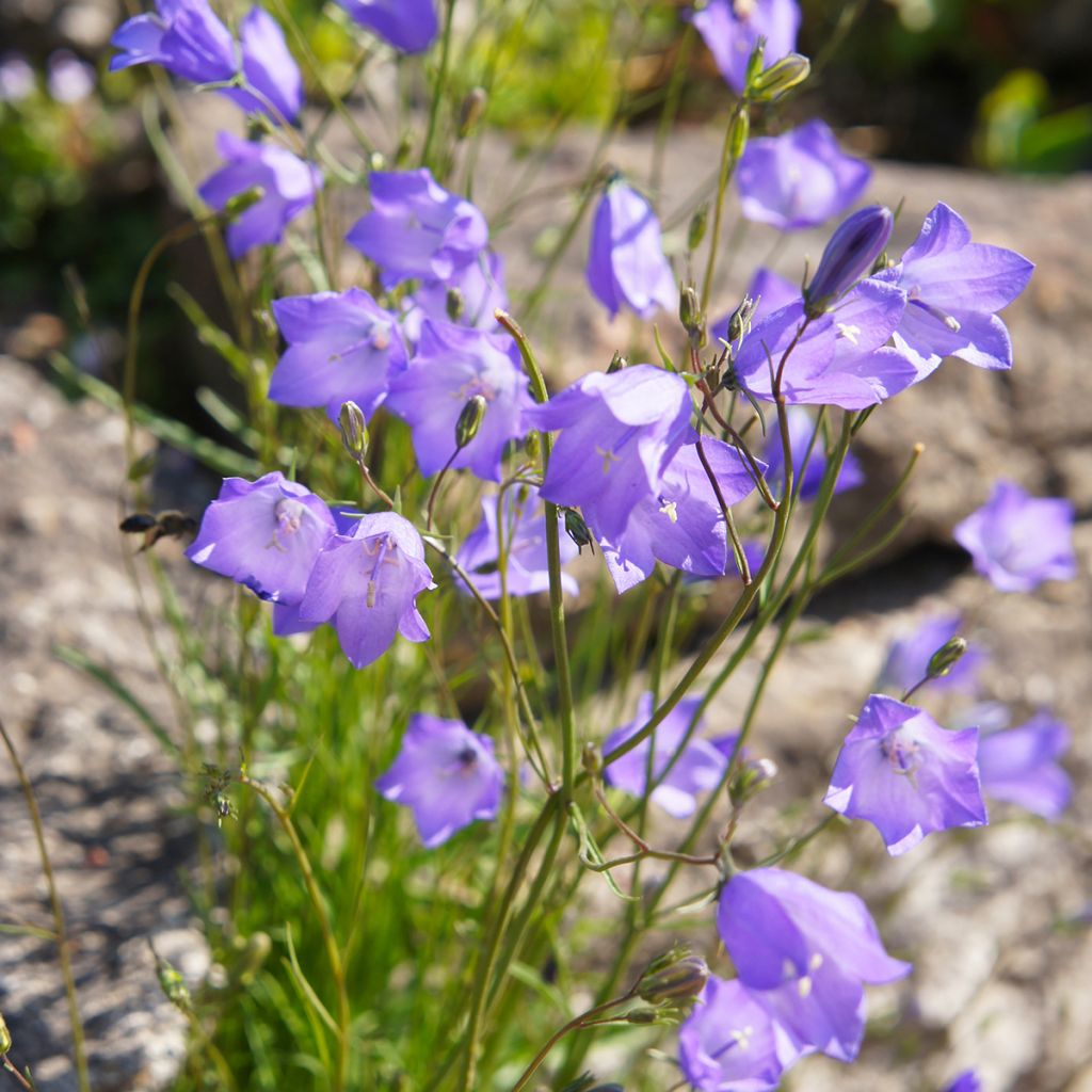 Campanula rotundifolia - Grasklokje