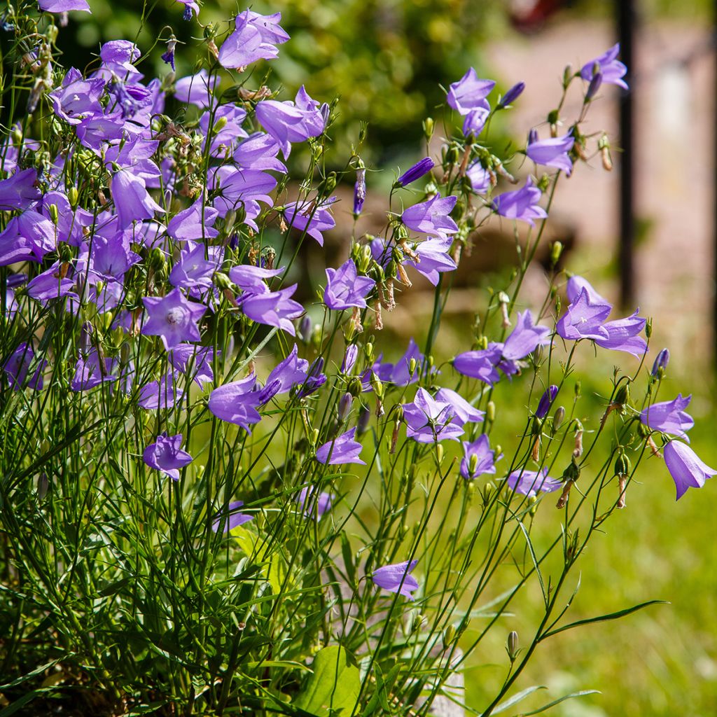 Campanula rotundifolia - Grasklokje