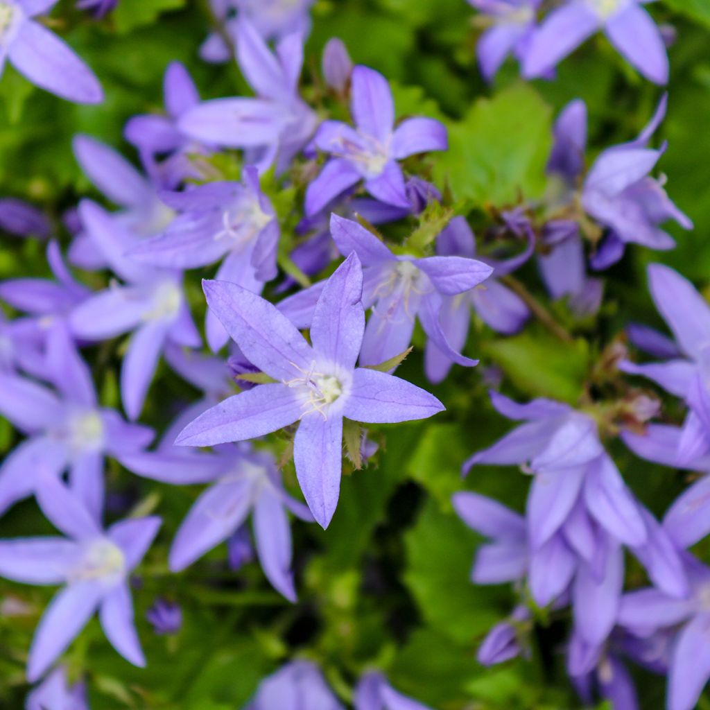 Campanula poscharskyana (zaad) - Kruipklokje