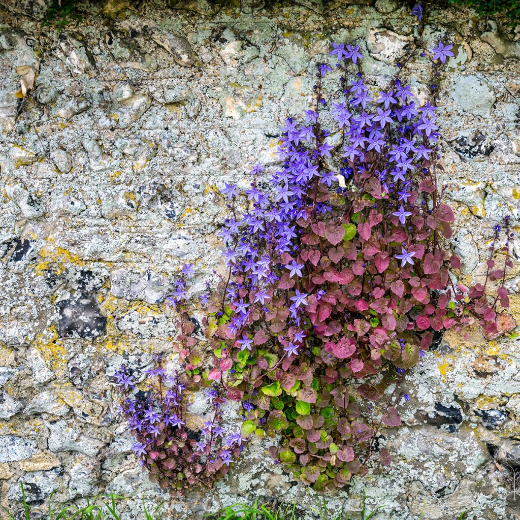 Campanula poscharskyana (zaad) - Kruipklokje