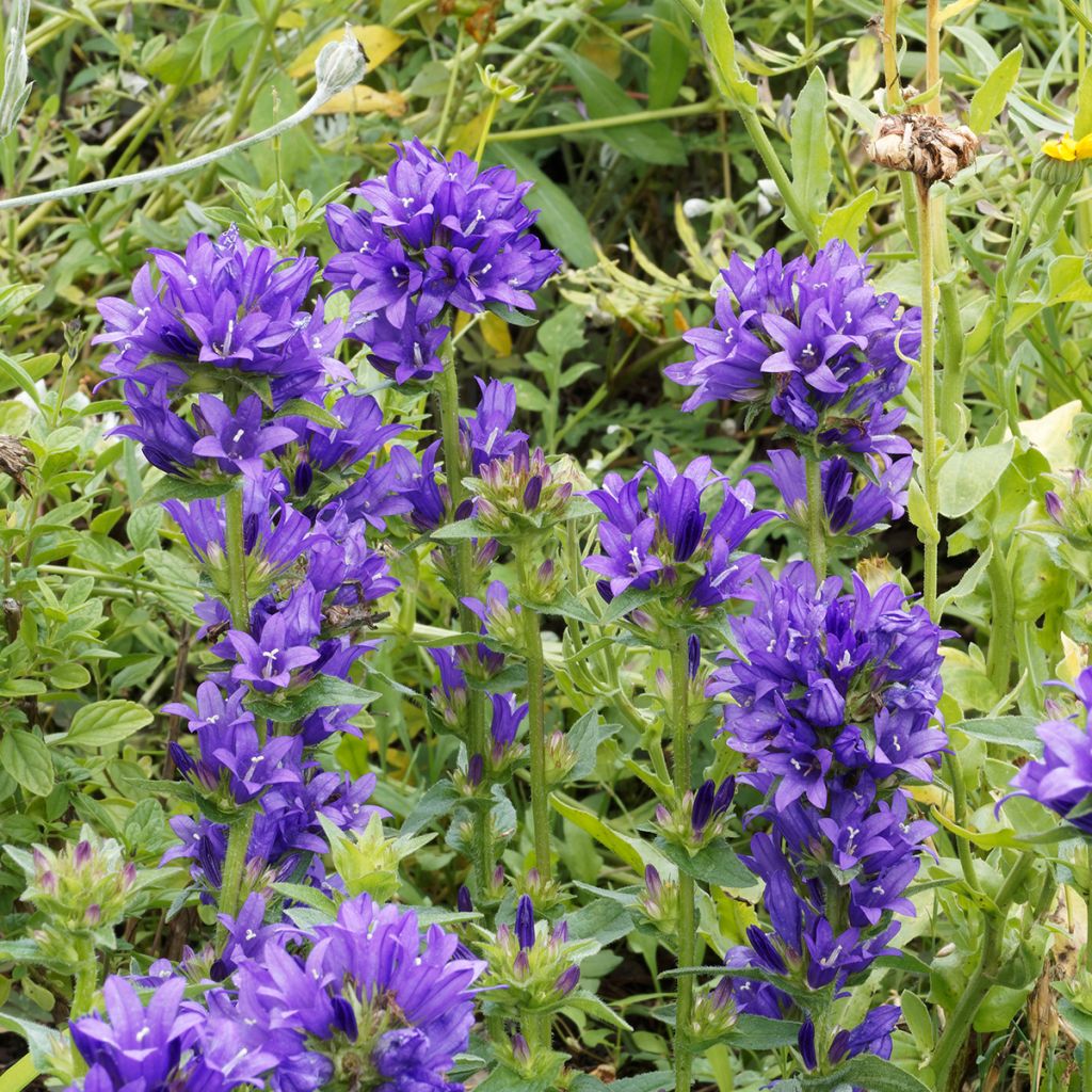 Campanula glomerata Superba - Kluwenklokje