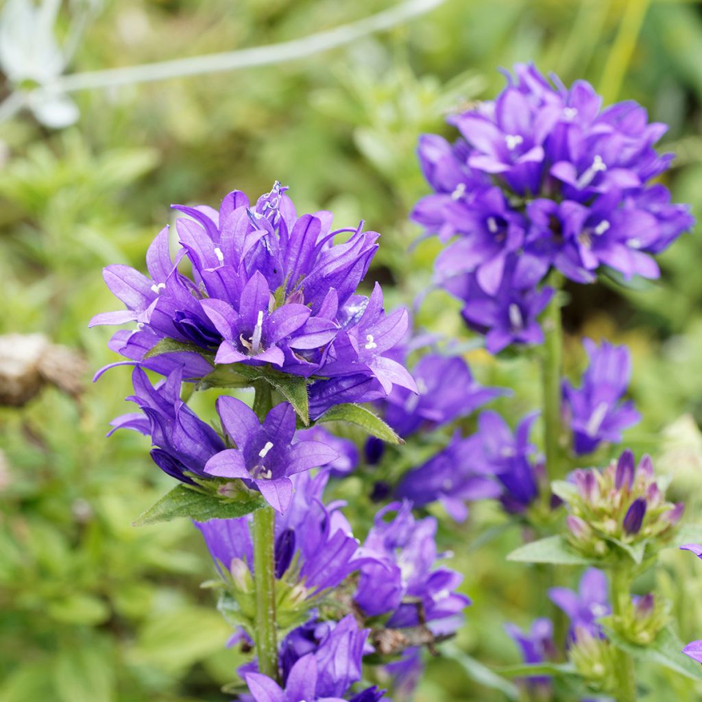 Campanula glomerata Superba - Kluwenklokje