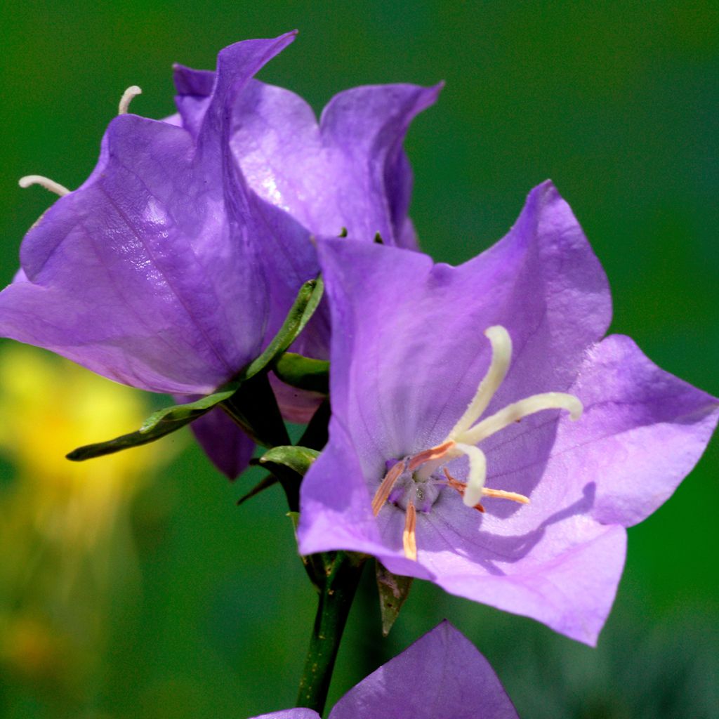 Campanula persicifolia - Prachtklokje