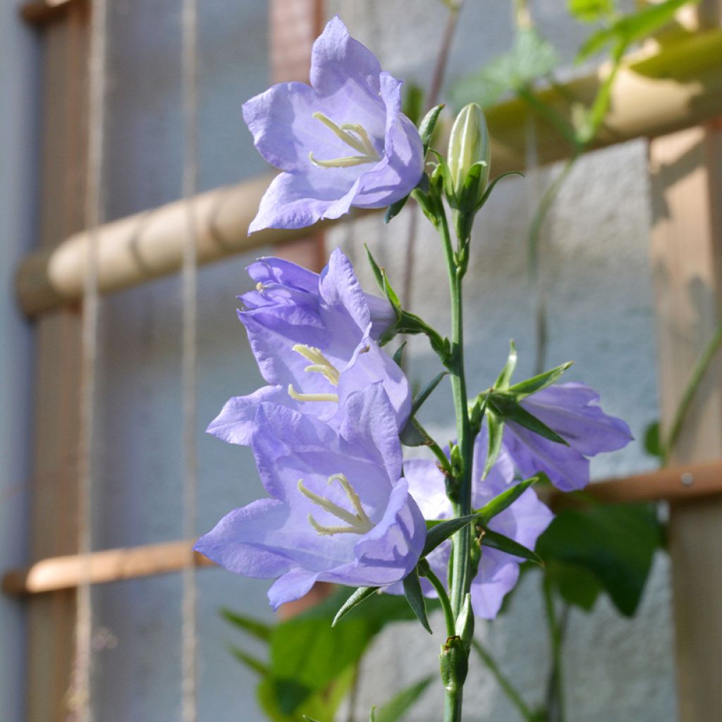 Campanula persicifolia - Prachtklokje